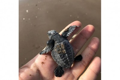 The first discovery of Olive Ridley Sea Turtle Nests in the UAE