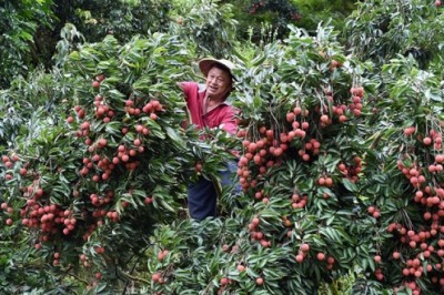 ماذا يمكن لأشجار يفوق عمرها الألف عام أن تعطي من ثمار؟