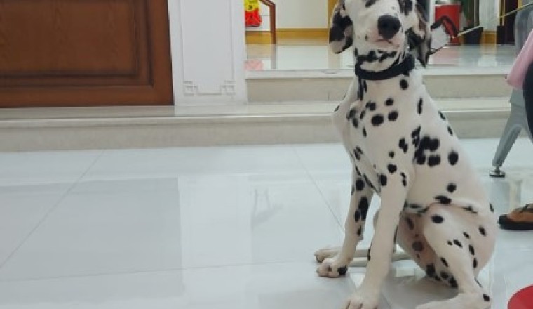 Veterinary X-Ray Dubai | Best Vet in Abu Dhabi | UAE