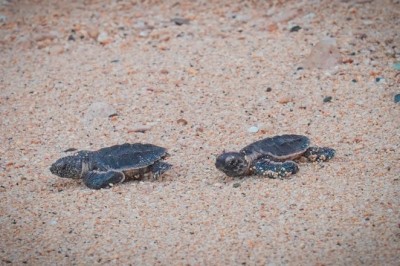 Sir Bu Nair Island, a Safe Haven for Rare Creatures