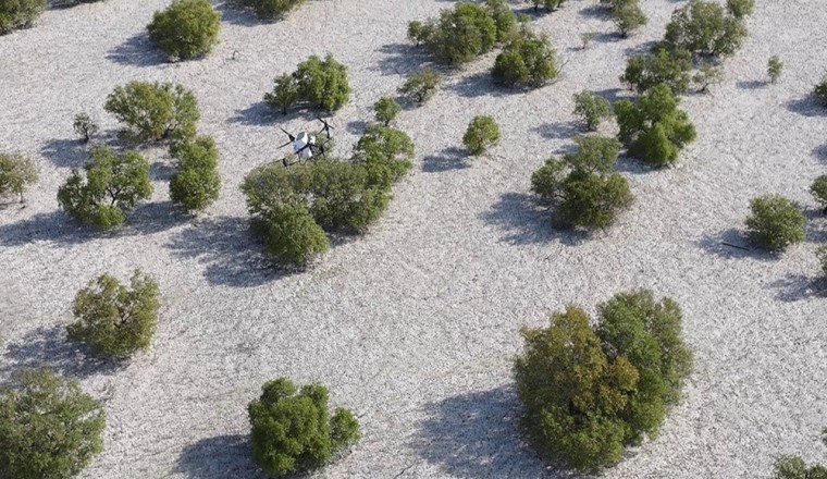 نبات.. حلول ذكية لحماية وتأهيل أشجار القرم في أبوظبي
