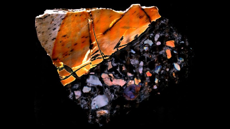 Fossilized bones are revealing secrets from a lost world